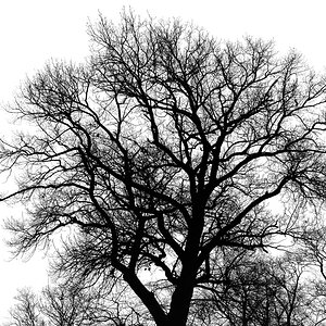 Ladenburg baum 1200