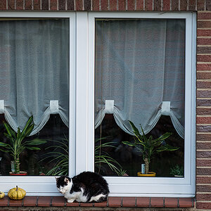 Fensterkatze