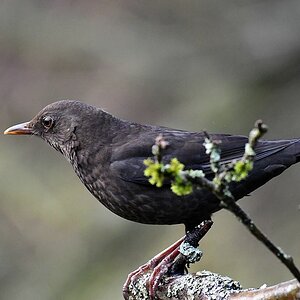 comp JEM 4700

Amsel