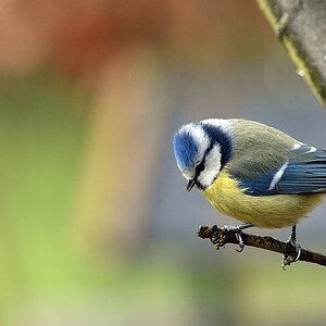 comp JEM 4749

Blaumeise