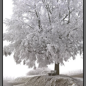 Baum