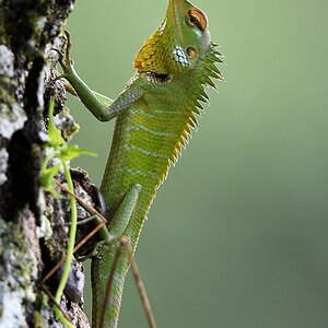 Sägerückenagame (Green Forest Lizard)

s1052 Baselisk D50 7172 h