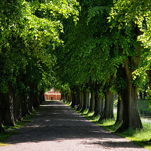 allee schloss bothmer