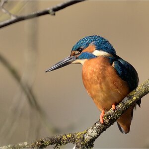©EISVOGEL fc GFB0567