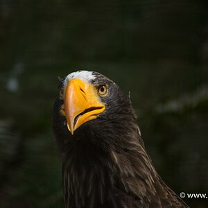 Eagle