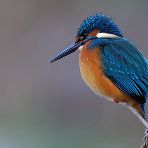 Eisvogel