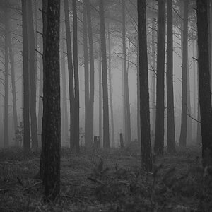 Nebelwald 1