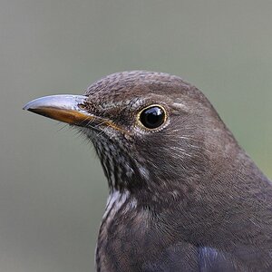 comp JEM 5047

Amsel