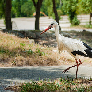 Storch 2