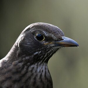 comp JEM 5150

Amsel
