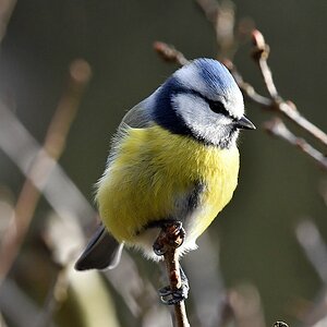 comp JEM 5147

Blaumeise