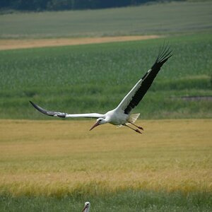 startender Storch 2