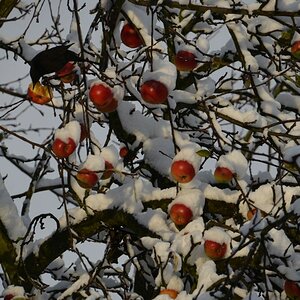 Schwarzdrossel im Kampf gegen den Winter