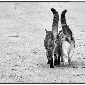 Schmusekatzen