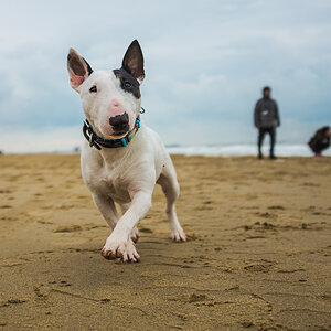 Hund