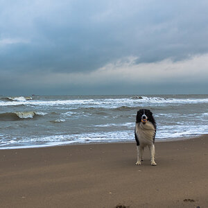 Hund mit Ball