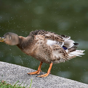 Ente Outtake