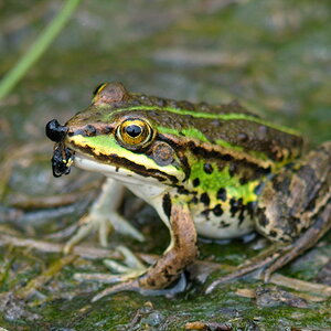 Frosch 5