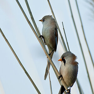 vogel4