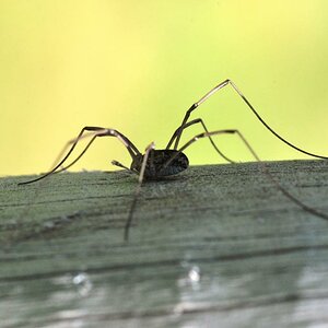 Spinne