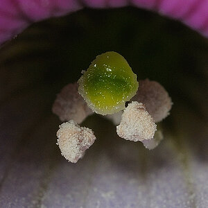 Bienenblick