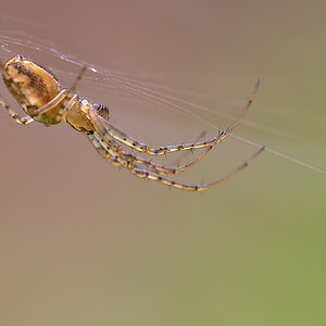 spinne4