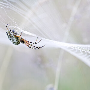 spinne