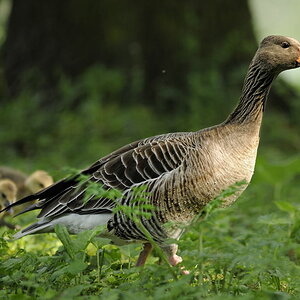Gänsefamilie