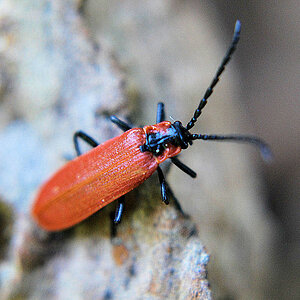 feuerkäfer2