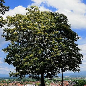 Baum in Breisach