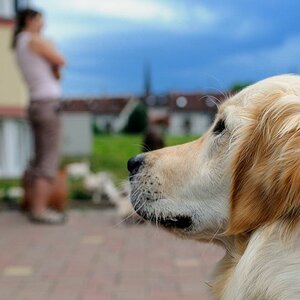 Der Hund passt auf