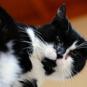Senior Hiss