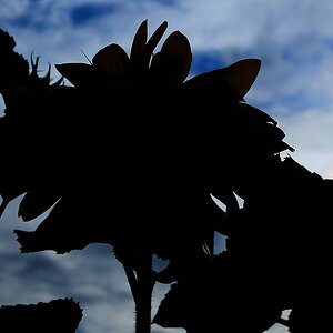 Sonnenblume im Gegenlicht