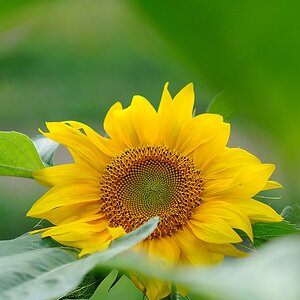 Sonnenblume