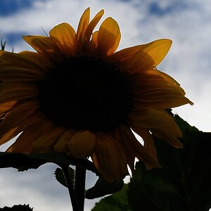 Sonnenblume2