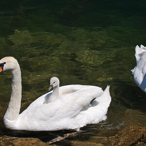 Schwanfamilie