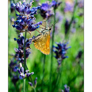 Schmetterling #2