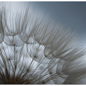 Pusteblume groß detail