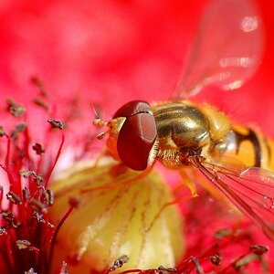 Feuerwerk der Farben