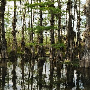 Everglades