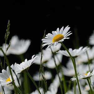 Wiese1