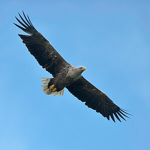 Adler3