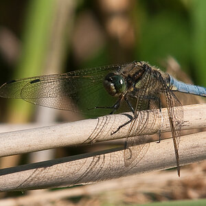 Libelle 2984