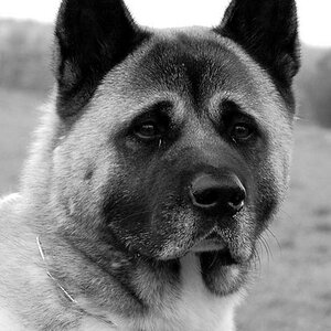 Hund032