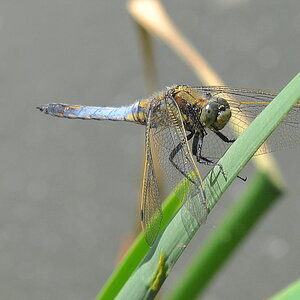 Libelle 009