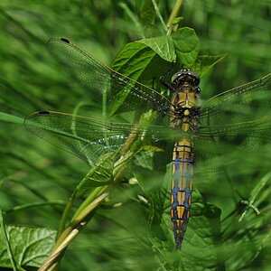 Libelle 011