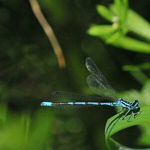 Libelle 012