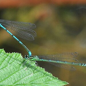 Libelle 014