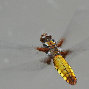 Libelle 016