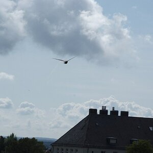 DSF1838
http://www.nikon-fotografie.de/vbulletin/showthread.php?t=100183